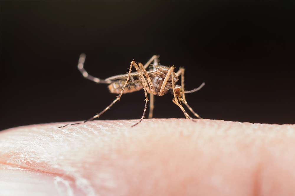 malaria enfermedad
