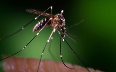 El Confidencial – Dengue
