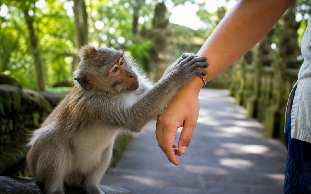 Mono en el Monkey Forest de Bali sujetando el brazo de un viajero, riesgo de rabia en Indonesia.